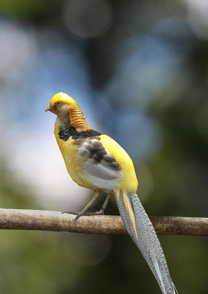 Gele goudfazanten | Koppels van sierlijke kraagfazanten, Meerdere dieren, Overige soorten
