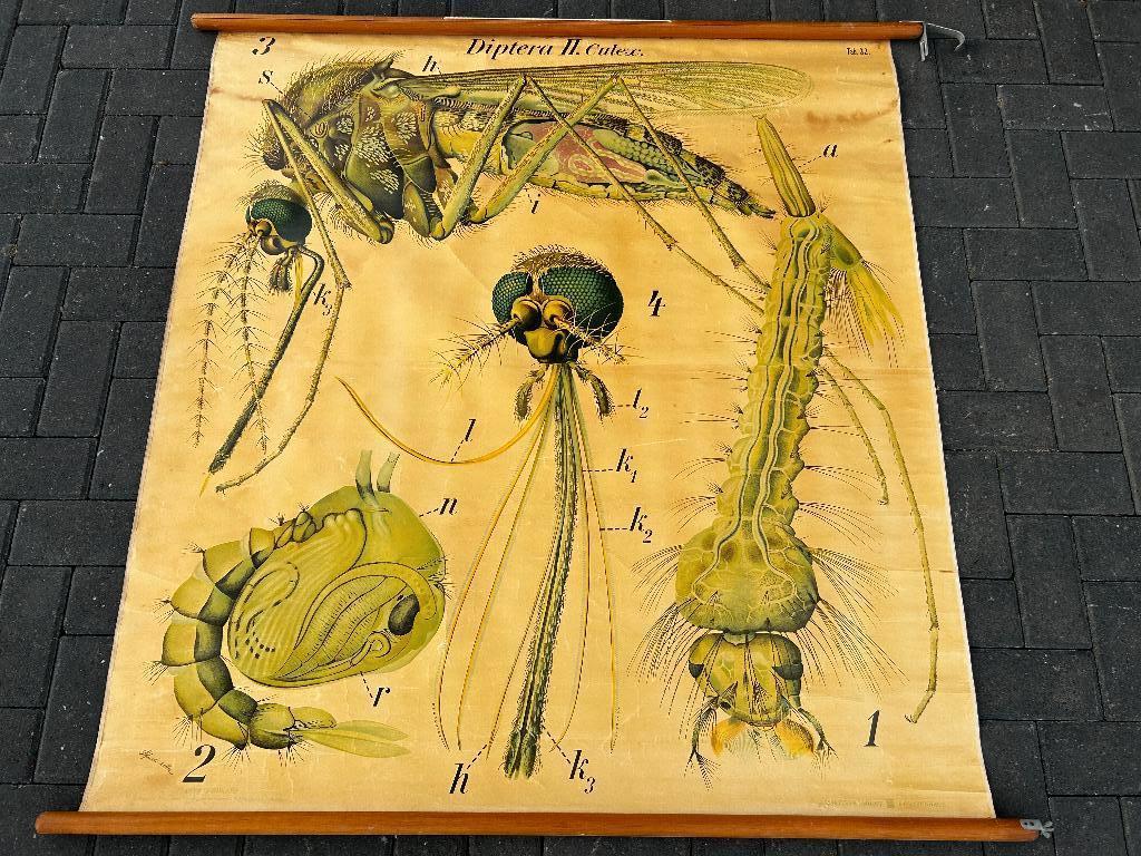 Diptera II Culex (Pfurtscheller), Antiek en Kunst, Antiek | Schoolplaten, Ophalen of Verzenden, Natuur en Biologie