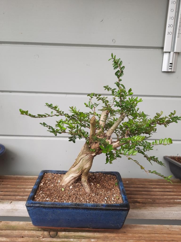 Bonsai  Lonicera nitida, Volle zon, Bloeit niet, Minder dan 100 cm, Overige soorten