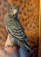 Blackface split blackwing kanssplit dunfelo man, Mannelijk, Parkiet, Geringd