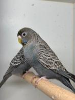 Grijze blackface pop, Vrouwelijk, Parkiet