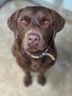 ACE: Ash houdt van wandelen, kuffelen en ravotten, Particulier, Reu, 1 tot 2 jaar, Buitenland