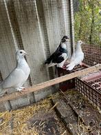 8 jonge sierduifjes 2026, Dieren en Toebehoren, Geslacht onbekend, Overige soorten