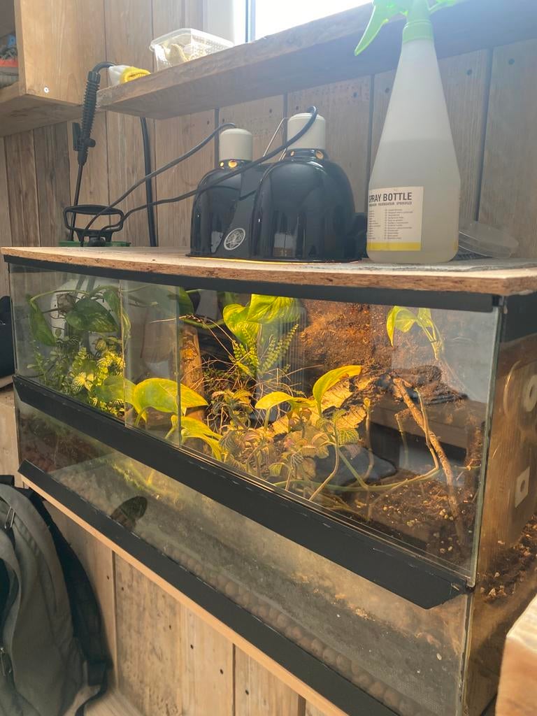 Terrarium 40x77x36 met wimpergekko mannetje, Dieren en Toebehoren, Reptielen en Amfibieën | Toebehoren, Ophalen, Zo goed als nieuw