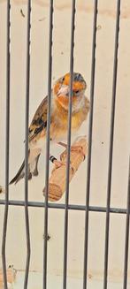 Bastaard putters, Dieren en Toebehoren, Vogels | Overige Vogels, Mannelijk, Wildzangvogel