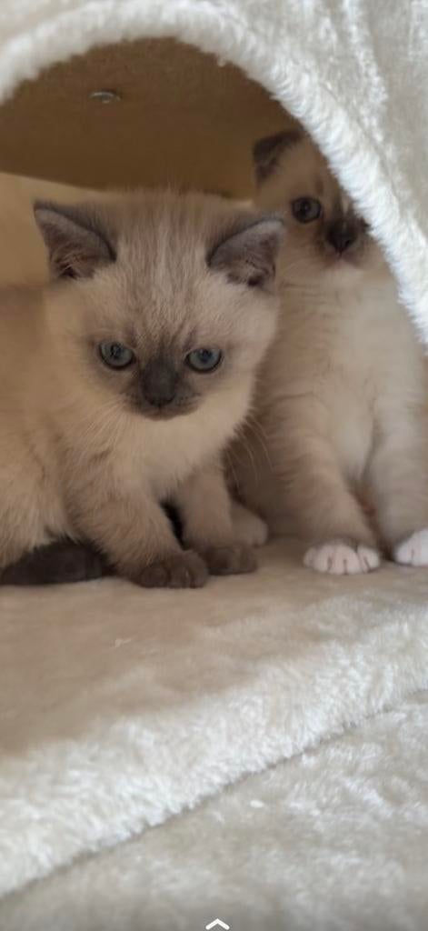 Twee kittens (alleen samen), Meerdere dieren