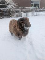Bruine ram van vorig jaar ouessant schaap, Dieren en Toebehoren, Schapen, Geiten en Varkens, Mannelijk, Schaap