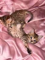 2 bengaal/Britse korthaar kittens, Dieren en Toebehoren, Katten en Kittens | Raskatten | Korthaar, Meerdere dieren, Ontwormd, 0 tot 2 jaar