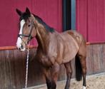 Lieve en brave grote 6jarige ruin, Dieren en Toebehoren, Paarden, B, Ruin, 3 tot 6 jaar, Recreatiepaard