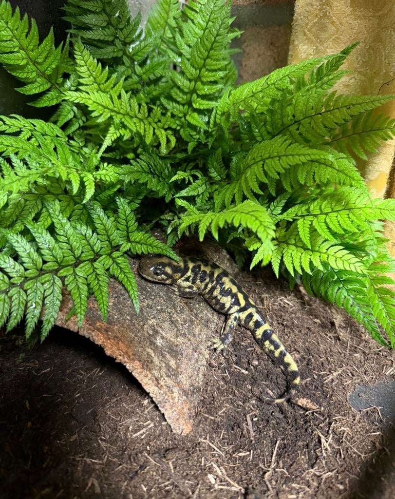 Tijgersalamander, Dieren en Toebehoren, Reptielen en Amfibieën, Slang, 0 tot 2 jaar