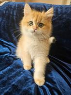 Britse korthaar kittens met stamboom, Meerdere dieren, Met stamboom, 0 tot 2 jaar