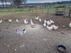 Te koop broedeieren witte / bonte leghoorn, Dieren en Toebehoren, Pluimvee, Geslacht onbekend, Kip