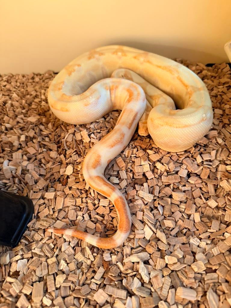Albino boa constrictor, Slang, 0 tot 2 jaar
