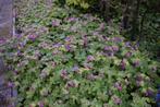 Geranium maccroryzzum, Tuin en Terras, Planten | Tuinplanten, Bodembedekkers, Vaste plant, Ophalen of Verzenden, Halfschaduw