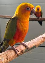 Cinnemon Jendaya, Dieren en Toebehoren, Mannelijk, Parkiet, Geringd