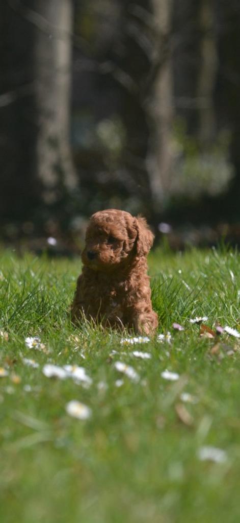 Rode toy poedel x dwerg poedel pups, Poedel, Parvo, Reu, 8 tot 15 weken