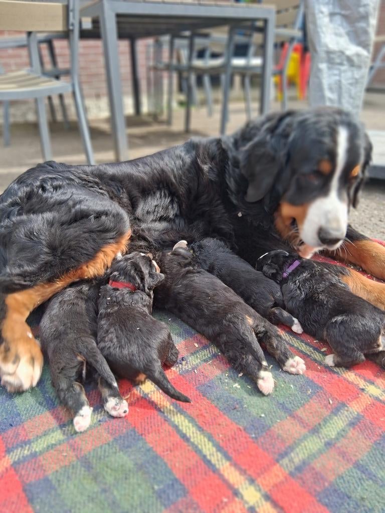 5 berner sennen pups, Overige rassen, 8 tot 15 weken, Meerdere, Meerdere dieren