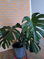 Monstera Deliciosa, Huis en Inrichting, Kamerplanten, Ophalen, Halfschaduw, Minder dan 100 cm