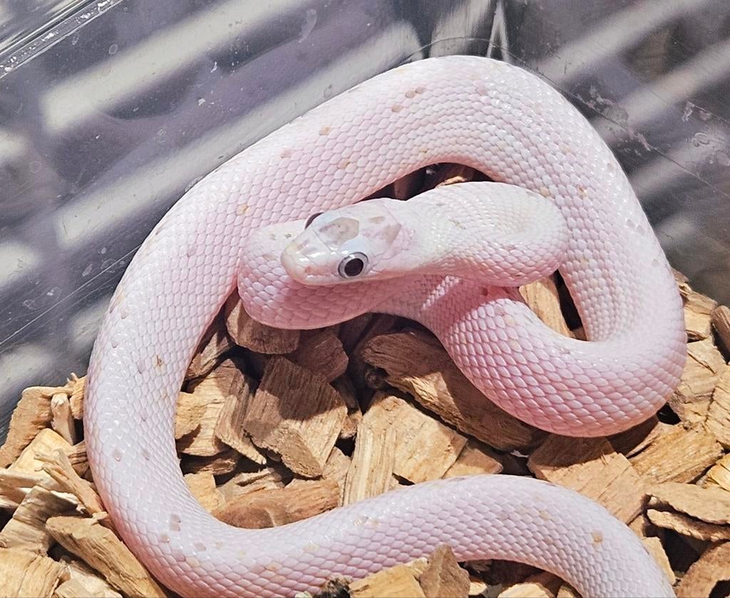 Korenslangen Corn Snake - unknown for sale from dietervanloffelt