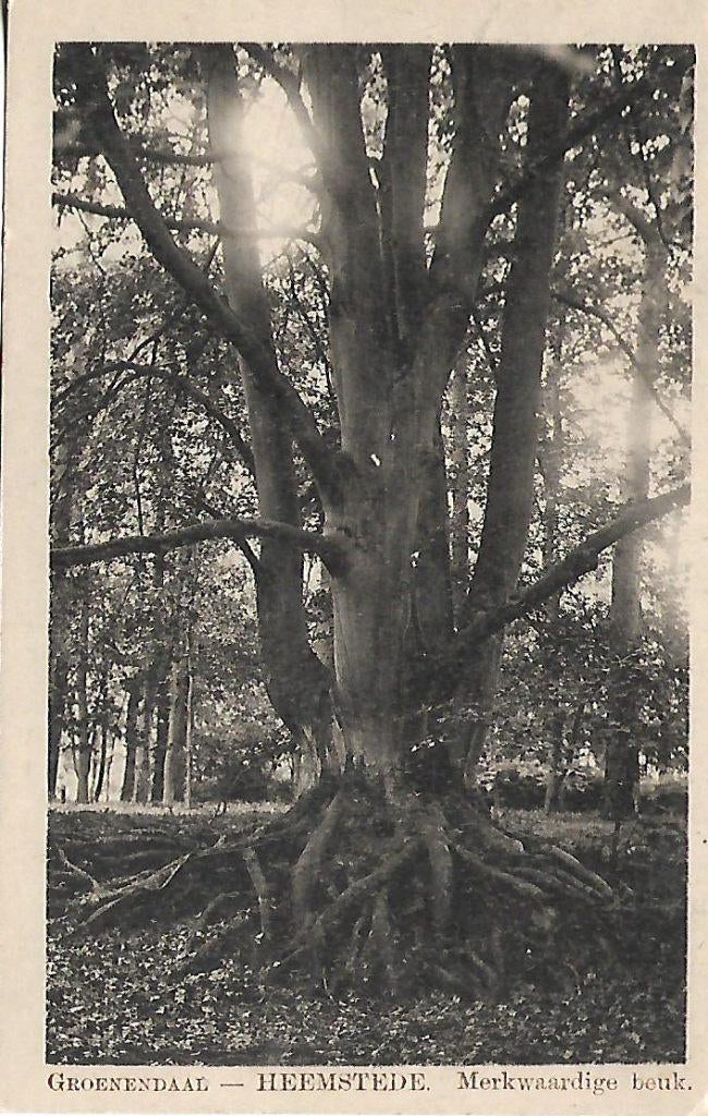 Heemstede- -Merkwaardige beuk., Verzenden, 1920 tot 1940, Gelopen, Noord-Holland