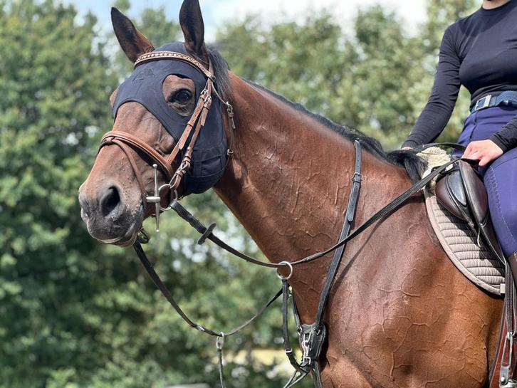 Lieve merrie te koop!, Dieren en Toebehoren, Paarden, Merrie, 165 tot 170 cm, 7 tot 10 jaar, Recreatiepaard
