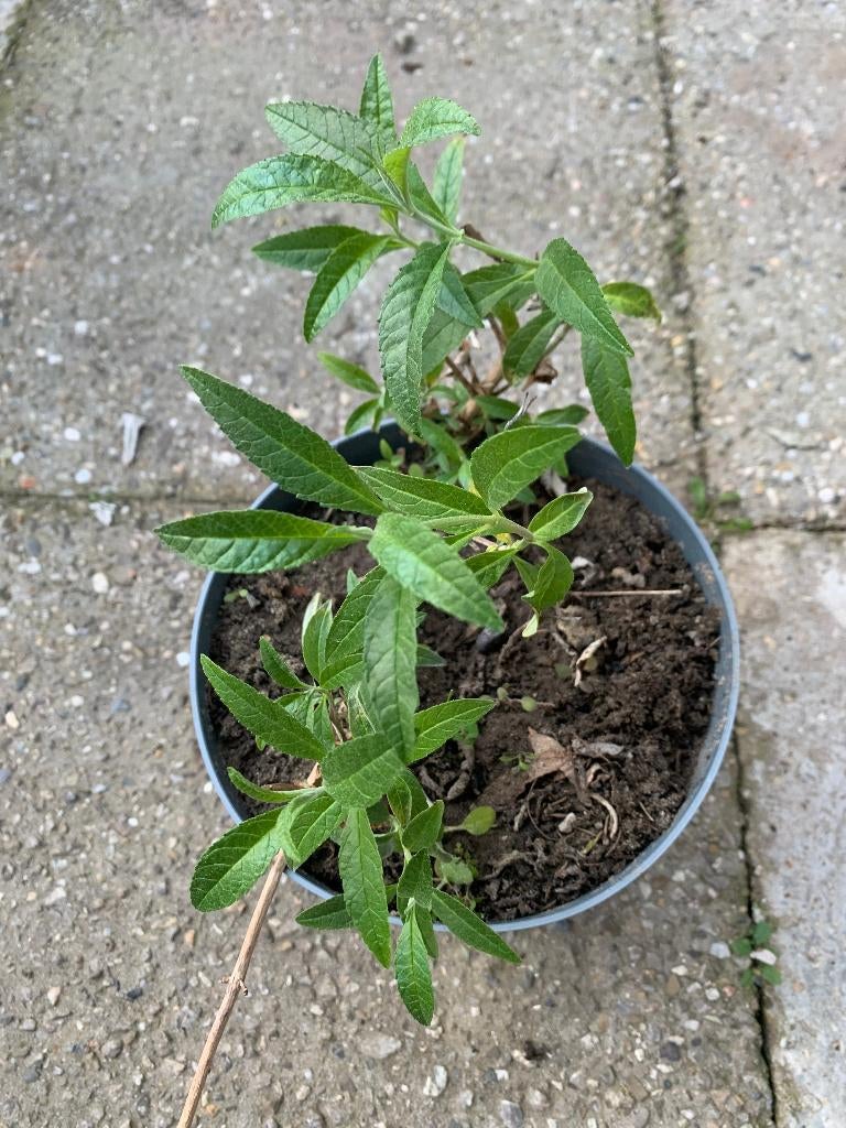 Vlinderstruik nummer 6, Tuin en Terras, Planten | Struiken en Hagen, Ophalen, Vlinderstruik, Struik, Minder dan 100 cm