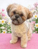 Lief Boomer teefje, Dieren en Toebehoren, Parvo, Overige rassen, 1 tot 2 jaar, Teef