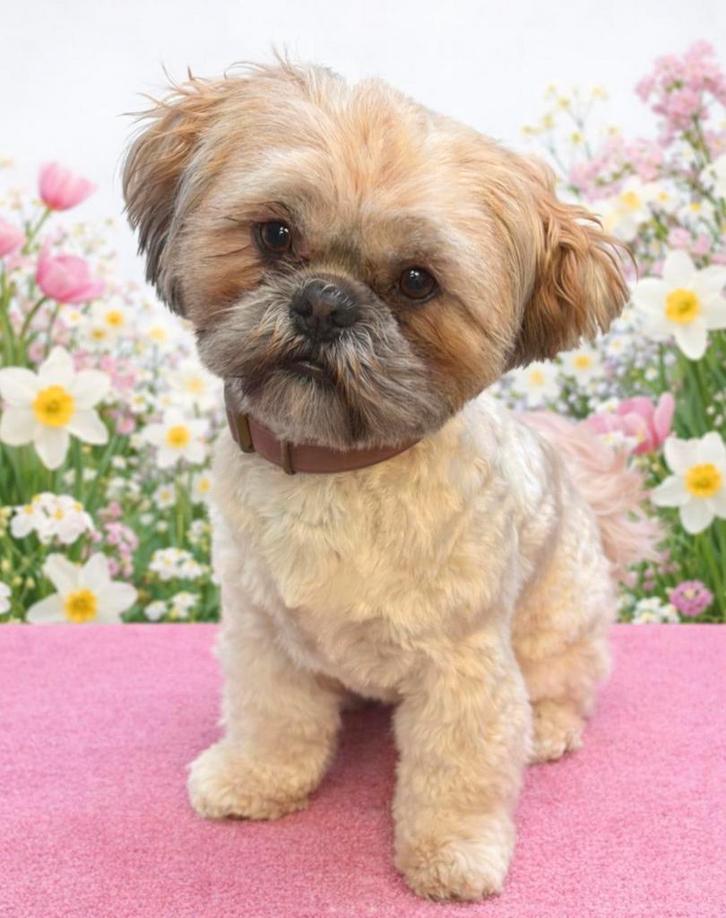 Lief Boomer teefje, Dieren en Toebehoren, Honden | Chihuahua's en Gezelschapshonden, Teef, Overige rassen, Particulier, Eén hond