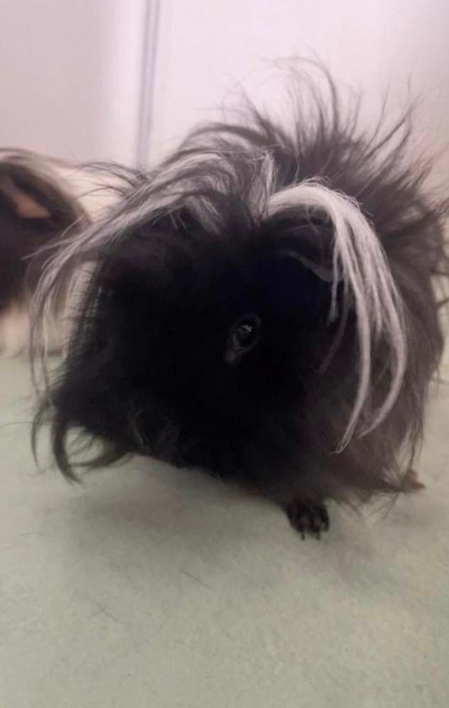 Cavias lang haar, Dieren en Toebehoren, Cavia, Februari, Mannelijk, Tam