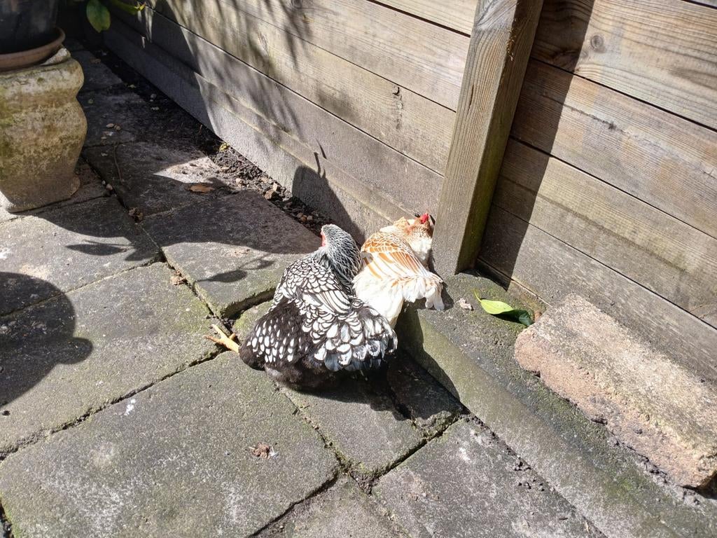 Gezocht kippenopvang, Dieren en Toebehoren, Pluimvee, Kip, Vrouwelijk