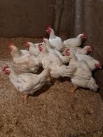 Te koop vleeskipen kippen, Vrouwelijk, Kip