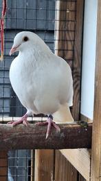 Witte postduiven postduif, Meerdere dieren, Postduif