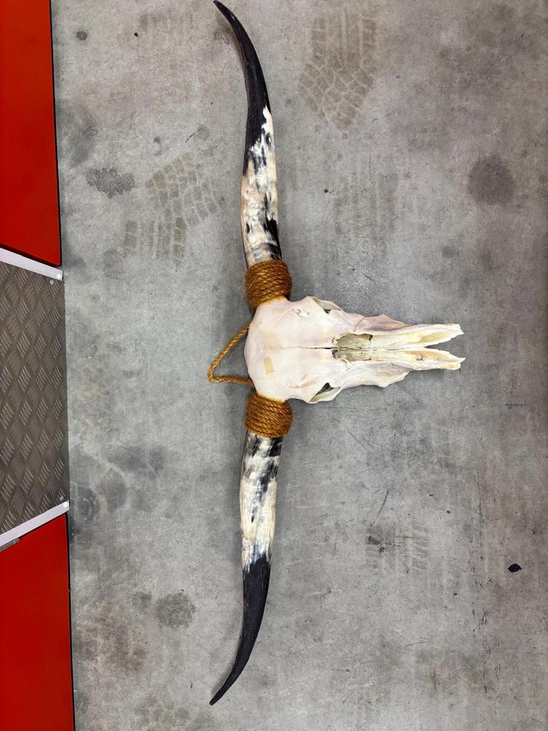 Longhorn schedel 150cm breed, Verzamelen, Dierenverzamelingen, Ophalen, Nieuw, Wild dier, Schedel