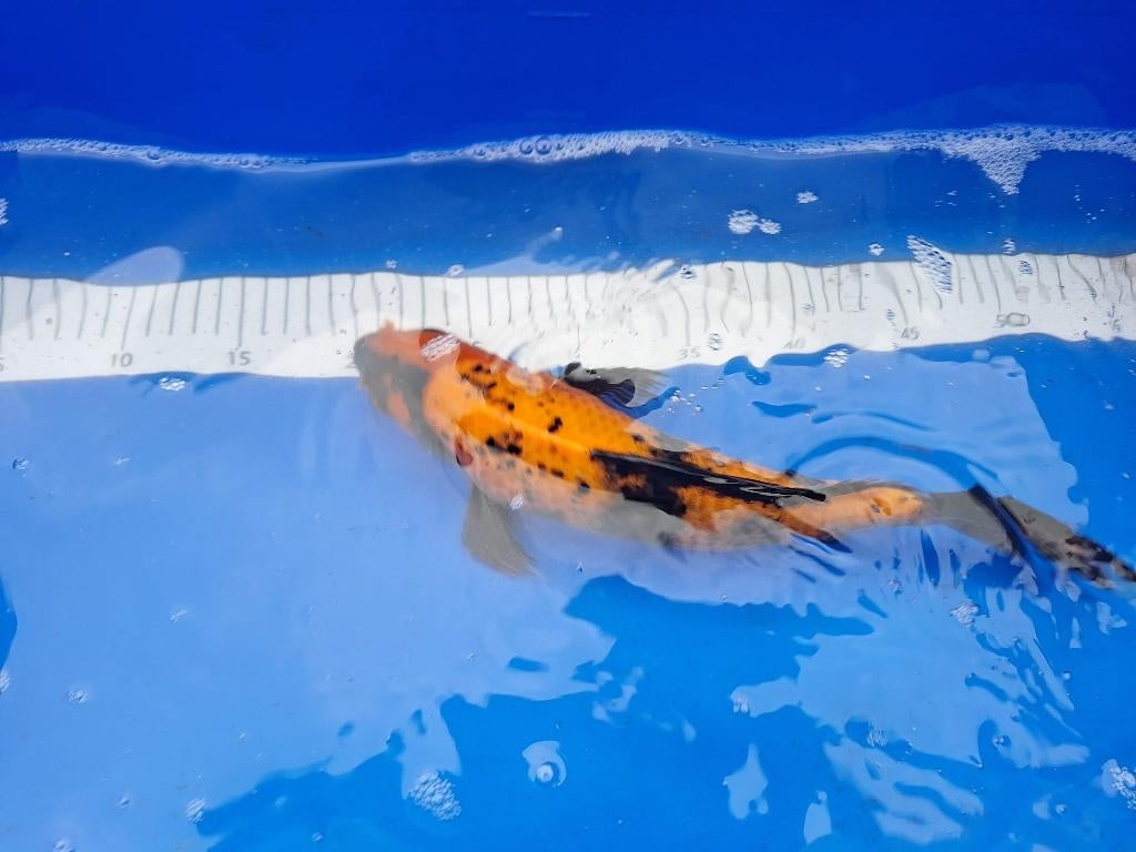 winterharde koi te koop € 55,00 ps, Karper of Koi