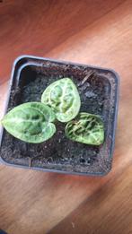 Anthurium Doroyaki, Huis en Inrichting, Ophalen, Halfschaduw, Minder dan 100 cm