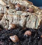 Agaatslak - Achatina fulica, Januari, Meerdere dieren