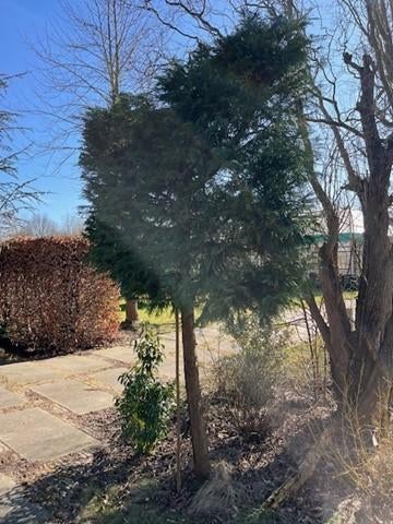 leiboom cypres, Volle zon, Vaste plant, Bloeit niet, Ophalen