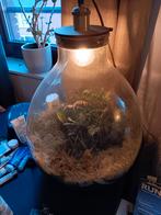 Ecosysteem lamp, Ophalen, Zo goed als nieuw