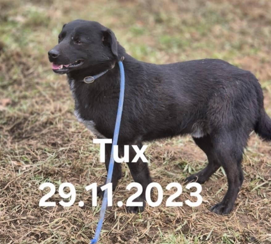 Tux zoekt lief baasje, Dieren en Toebehoren, Honden | Niet-rashonden, Particulier, Reu, 1 tot 2 jaar, Buitenland