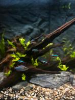 Kardinaal tetra’s (6 stuks), Vis