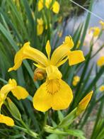 Gele Lis stekken - Ideaal voor vijver en vochtige grond, Tuin en Terras, Vijvers, Ophalen