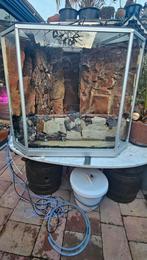 Project paludarium, Dieren en Toebehoren, Reptielen en Amfibieën | Toebehoren, Ophalen