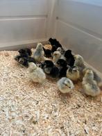 Eieren uitbroeden, Ophalen, Zo goed als nieuw, Broedmachine