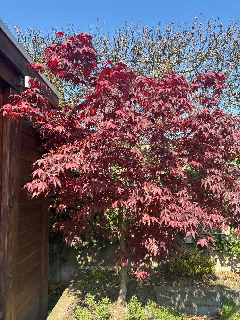 Japanse Rode Esdoorn - Ruim 2 Meter Hoog, Tuin en Terras, Planten | Tuinplanten, Ophalen of Verzenden, Bloeit niet, Overige soorten