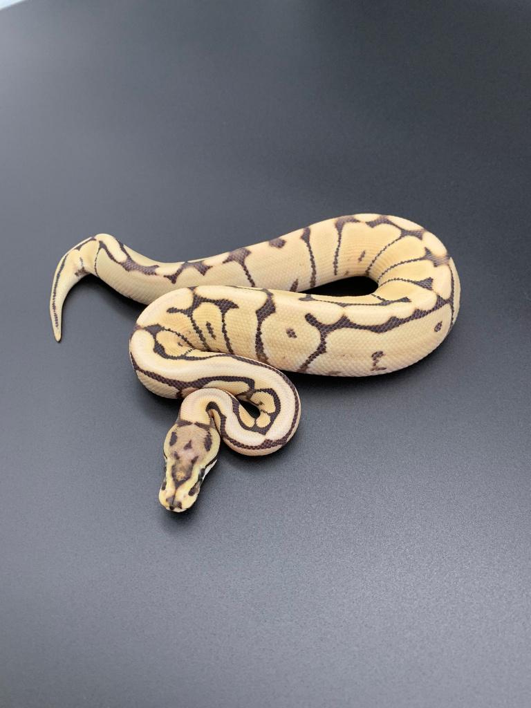 1.0 spider mojave desert ghost python regius, Dieren en Toebehoren, Reptielen en Amfibieën, Slang, 0 tot 2 jaar