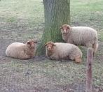 Gezocht weidegang, Dieren en Toebehoren, Stalling en Weidegang
