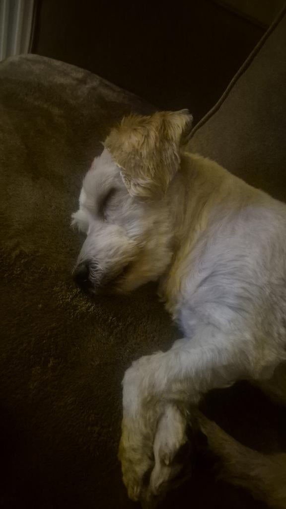 Honden, Dieren en Toebehoren, Meerdere, 3 tot 5 jaar, Nederland, Particulier