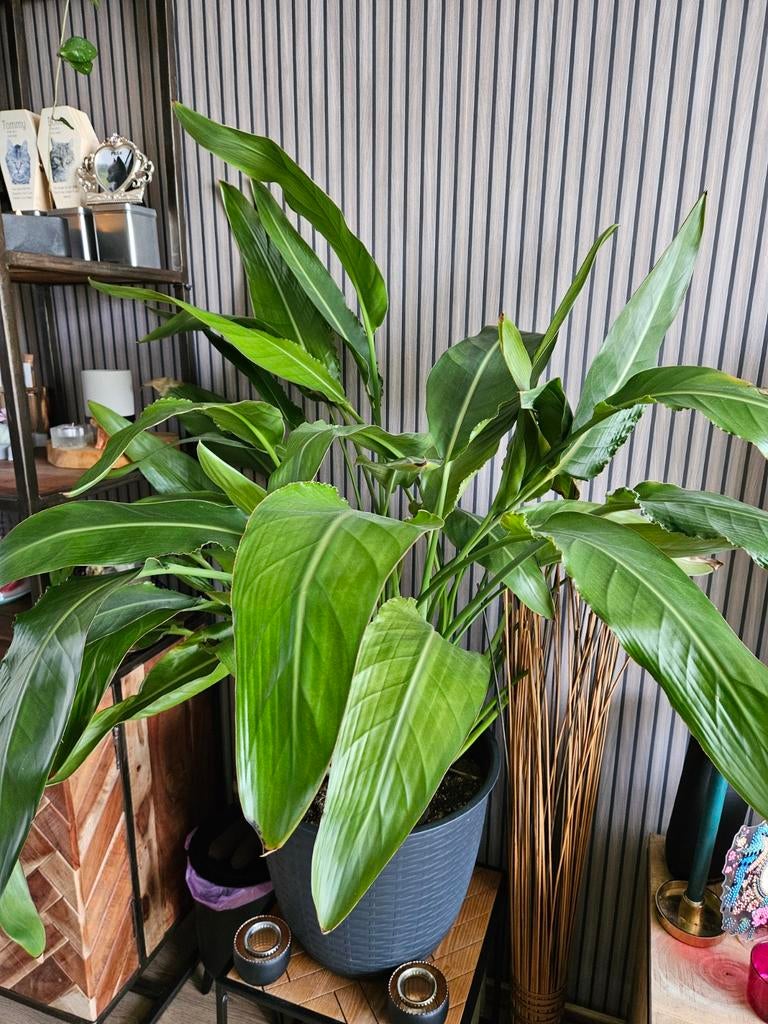 Strelitzia Reginae - Paradijsvogelbloem, Huis en Inrichting, Verzenden, 100 tot 150 cm, Overige soorten, Halfschaduw