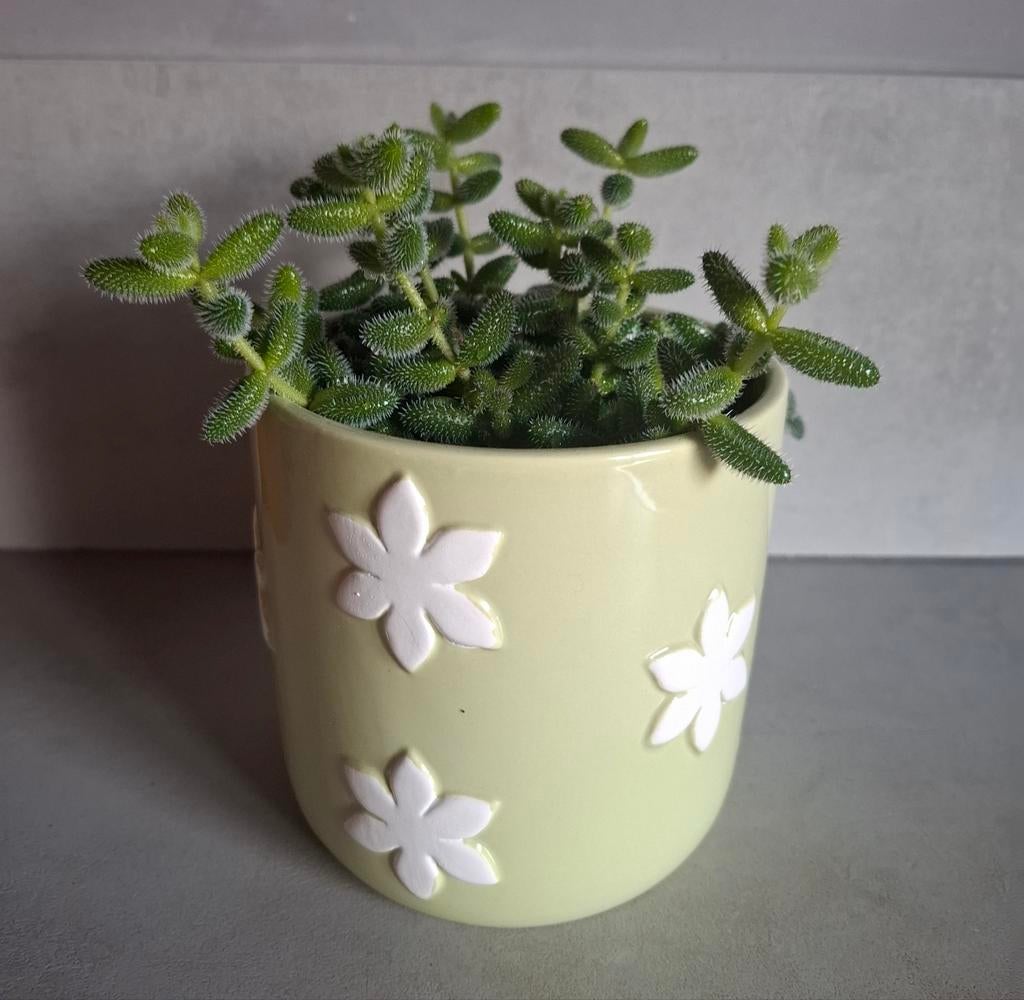 Augurkenplant (Delosperma echinathum) in groen witte pot, Overige soorten, In pot, Minder dan 100 cm, Groene kamerplant
