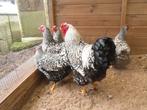 t.k. broedeieren Wyandotte groot zilver zwart gezoomd, Dieren en Toebehoren, Pluimvee, Meerdere dieren, Kip